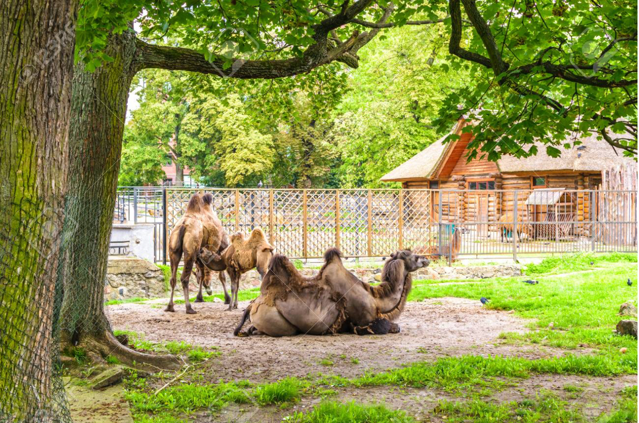 Kopshti zoologjik i Cyrihut ndahet nga katër devetë e tij